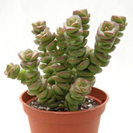 Crassula 'Jade Tower'