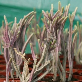 Crassula muscosa 'Variegata'