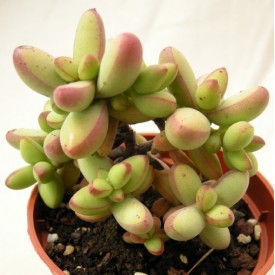 Crassula nudicaulis var. herrei