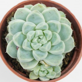 Echeveria albicans