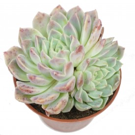 echeveria sanchez mejoradae