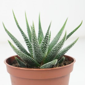 Haworthia fasciata var. concolor