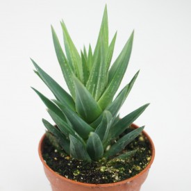 Haworthia glauca