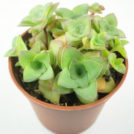 Crassula montana ssp. quandrangularis