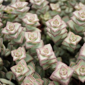 Crassula rupestris ssp.