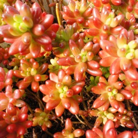 Sedum rubrotinctum