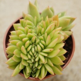 Echeveria agavoides form. cristata