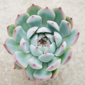 Echeveria chihuahuensis