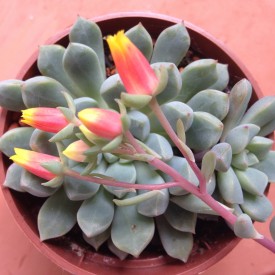 Echeveria subcorymbosa ssp.