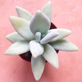 Pachyphytum werdermannii