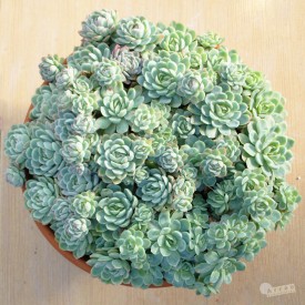 Echeveria elegans