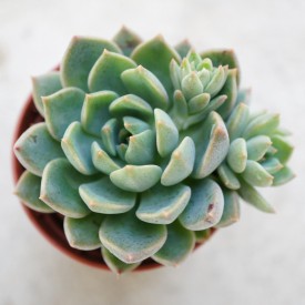 Echeveria 'Fabiola'