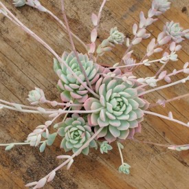 Echeveria prolifica