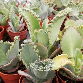 Kalanchoe laetivirens