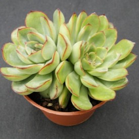 Echeveria pulidonis