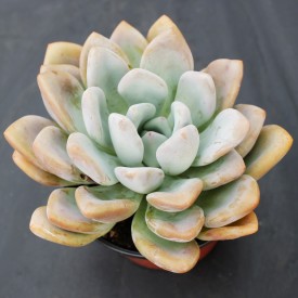 Graptoveria 'Opalina'