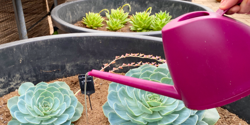 L’arrosage des succulentes : Quand ? Comment ? On vous dit tout !