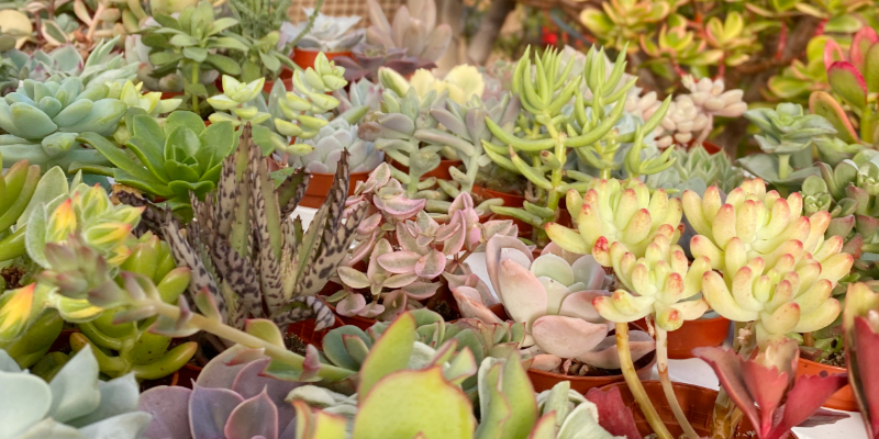 Les succulentes : un voyage aux origines de ces plantes fascinantes